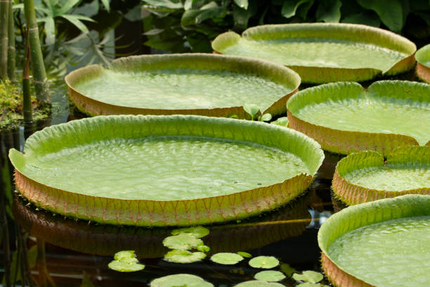 victoria amazonica jest największym waterlily na świecie. wiele liści wiktorii amazonica pływających w wodzie z bliska - victoria water lily zdjęcia i obrazy z banku zdjęć