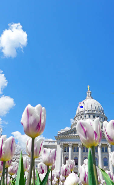 Wisconsin State Capitol Building with Pink Tulips