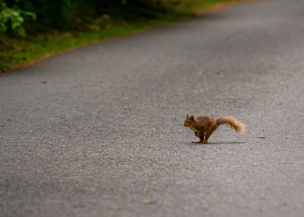 Populations are currently estimated at approximately 140,000 red squirrels and 2.5 million grey squirrels. Red squirrels are native to the UK and have lived in the UK for around 10,000 years, Grey squirrels were introduced to the UK from North America by the Victorians in the 1800s,