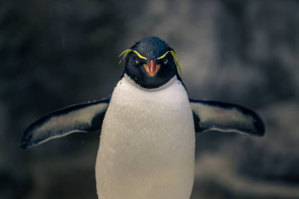 rockhopper penguin - nobody beak animal head penguin fotografías e imágenes de stock