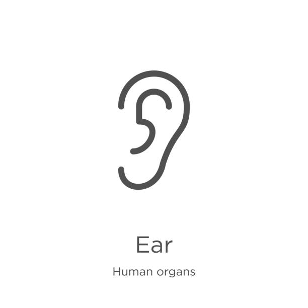 人間の器官のコレクションからの耳のアイコンベクトル。細いライン耳の輪郭アイコンベクトルイラスト。アウトライン、ウェブサイトのデザインとモバイル、アプリ開発のための細い線耳� - 耳点のイラスト素材／クリップアート素材／マンガ素材／アイコン素材