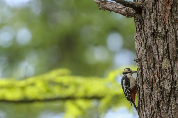 istock Great Spotted Woodpecker on the tree trunk 1151475884