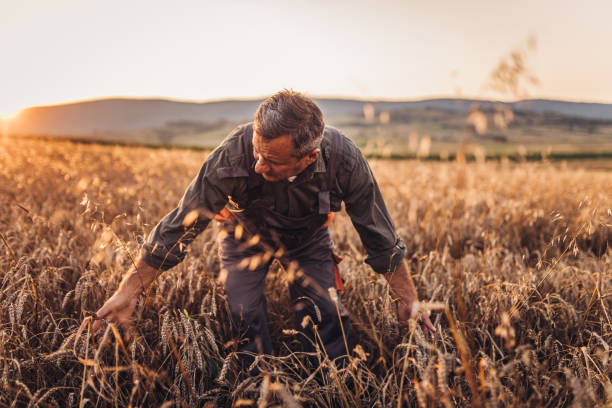 istock Senior man examining crops before harvesting 1151476756