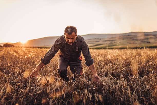 istock Senior farmer examining crops before harvesting 1151476930