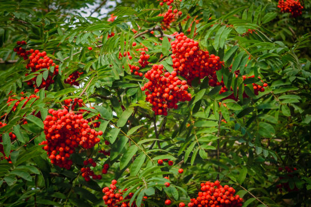 istock Rowan branches with ripe red fruits lit by sunlight 1151477223
