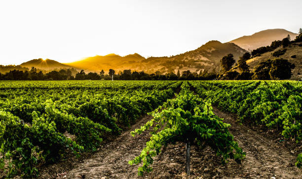 um calistoga, por do sol do vale de napa - vineyard napa valley agriculture sunset - fotografias e filmes do acervo