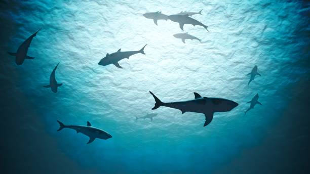 silhouettes of sharks underwater in ocean against bright light. 3d rendered illustration. - swimming animal imagens e fotografias de stock