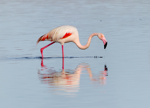 Flamingo walking in a lagoon