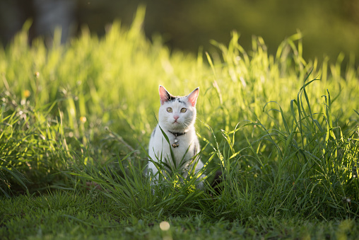 front view of a black and white domestic shorthair cat standing in the high grass in backlight