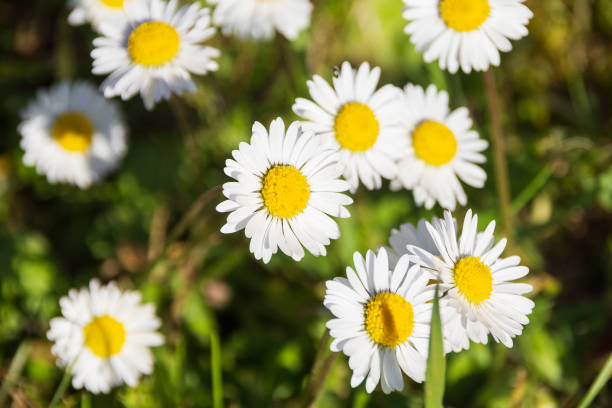 istock Close-up of daisy flowers 1151487266