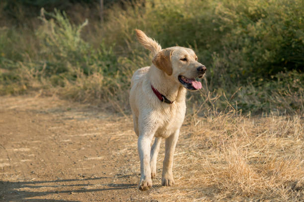istock Yellow Labrador Retriever dog running along ditch 1151488030
