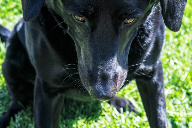 black labrador retriever snout primo-up - dog black labrador retriever animal nose foto e immagini stock