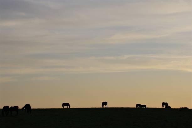 istock Horses in evening sunlight 1151488141