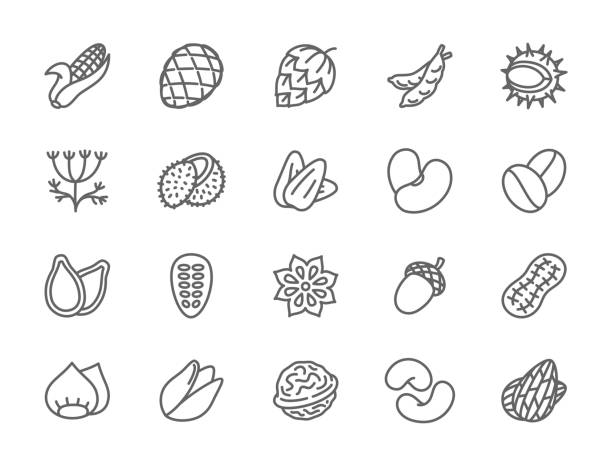 Set of Nuts, Seeds and Vegetables Line Icons. Set of Nuts, Seeds and Vegetables Line Icons. Corn Cob, Hop Cone, Peas, Chestnut, Dill, Coconut, Walnut and more. bean stock illustrations