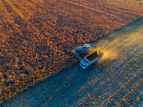 Aerial shot of corn harvested with combines on the field.