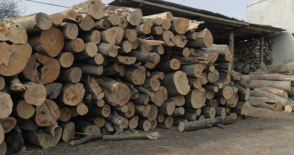 Timber logging. Freshly cut tree wooden logs piled up. Wood storage for industry.