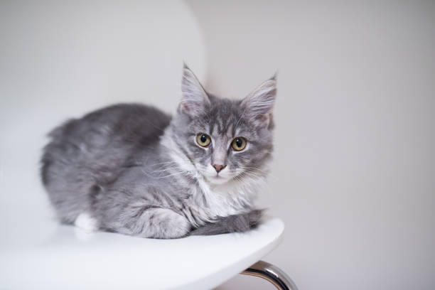 cat on chair blue tabby maine coon kitten relaxing on white chair in front of white background looking at camera pics for cat staring at wall stock pictures, royalty-free photos & images