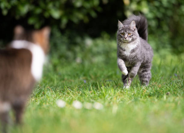 istock cats in garden 1151493123