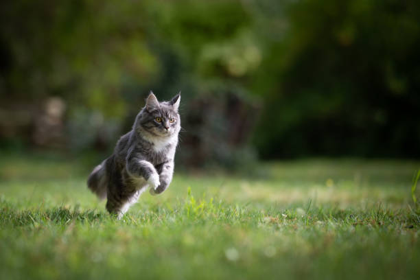 cat in garden young playful blue tabby maine coon cat running on lawn in the back yard full speed looking straight ahead on a sunny day longhair cat photos stock pictures, royalty-free photos & images