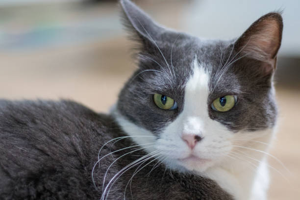 istock gray white cat laying down 1151495102
