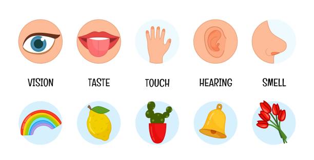 Sense Objects 1,100+ 5 Sense Organs Stock Photos, Pictures & Royalty-Free Images - iStock