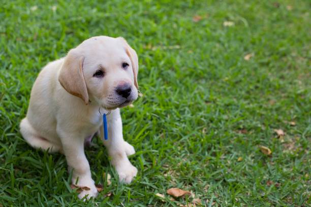 istock Labrador puppy sitting on the grass looking at camera 1151496130