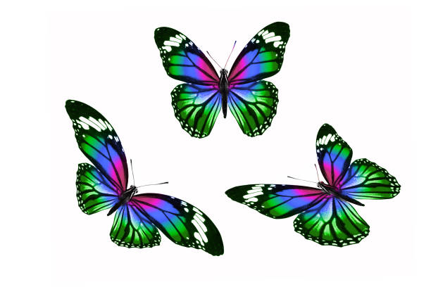 istock set of colored tropical butterflies isolated on white background 1151496243