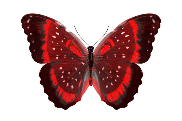 istock tropical red butterfly. isolated on white 1151496261