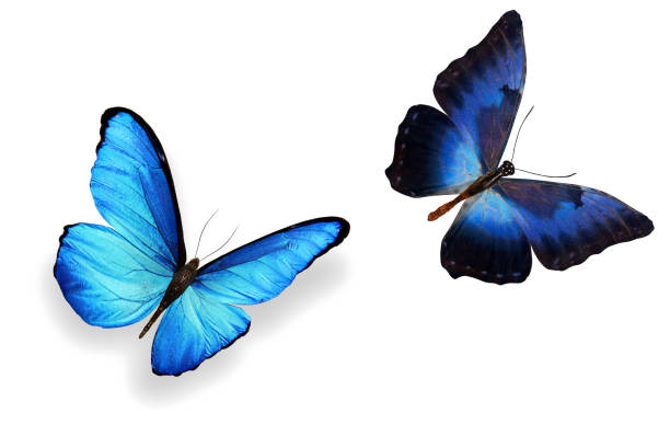 istock tropical blue butterfly. isolated on white background 1151496877