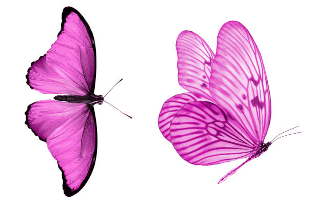 istock beautiful two pink butterflies isolated on white background 1151496949