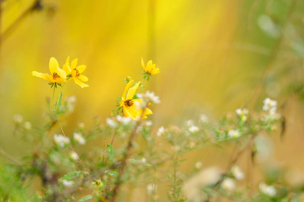 early morning nature with morning sun lightac