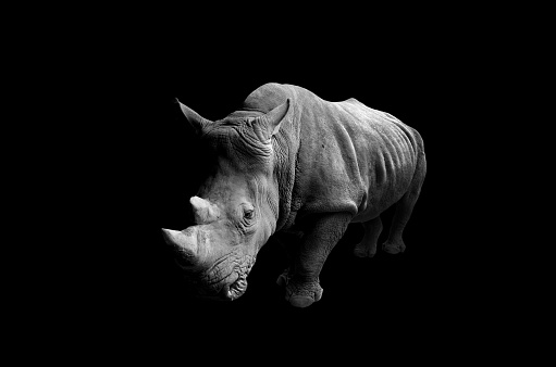 Rhino with Black Background