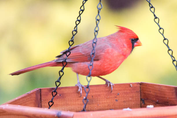 istock red cardinal eating at the feeder 1151498331