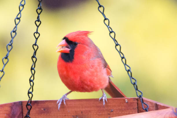 istock red cardinal eating at the feeder 1151498411