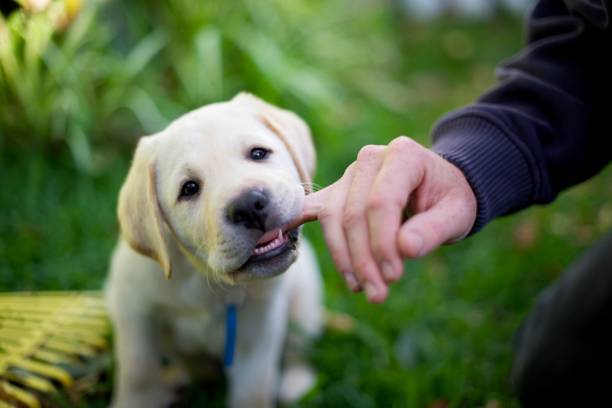 istock Labrador puppy sitting on the grass biting hand 1151498533