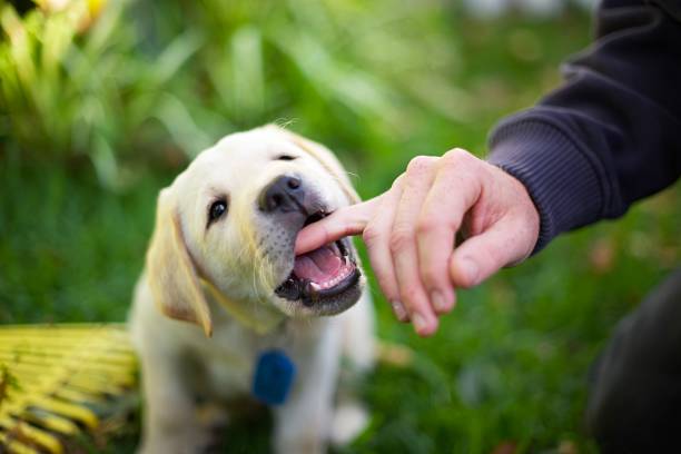istock Labrador puppy sitting on the grass biting hand 1151499271