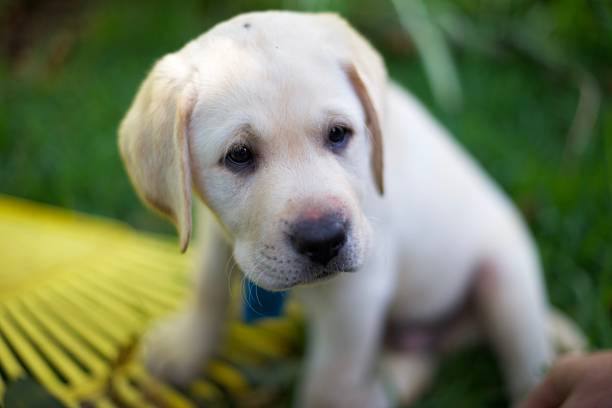 istock Labrador puppy sitting on the grass 1151499937