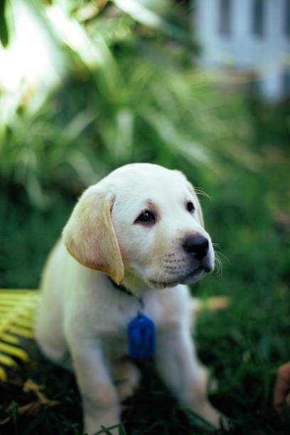 istock Labrador puppy sitting on the grass 1151500891