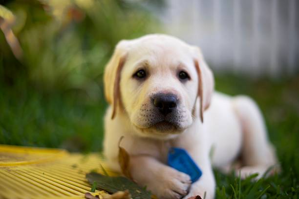 istock Labrador puppy sitting on the grass 1151502449