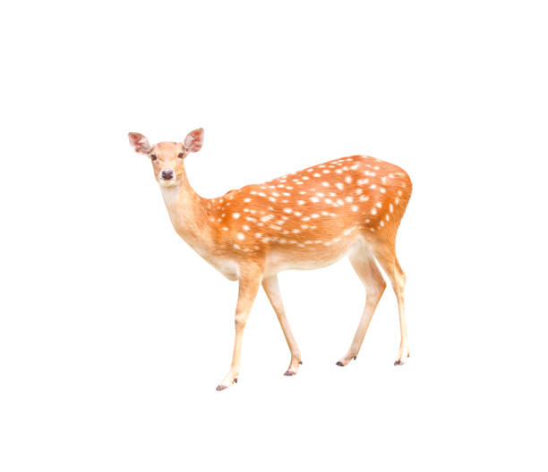 istock Young dear standing isolated on white background 1151502472