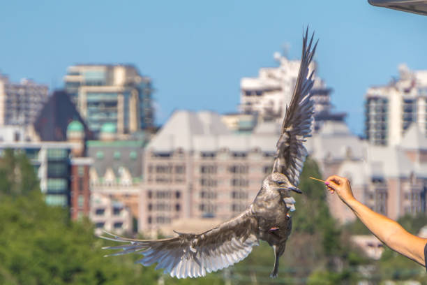 istock seagull stealing food from peoples hands on ship 1151502721