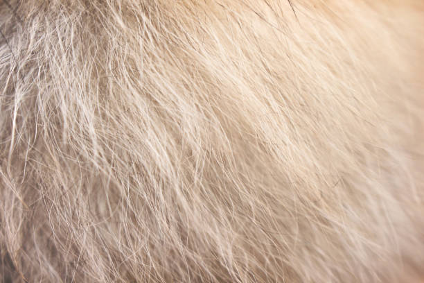 istock Light brown with white fluffy pomeranian dog fur patterns texture for background 1151503989