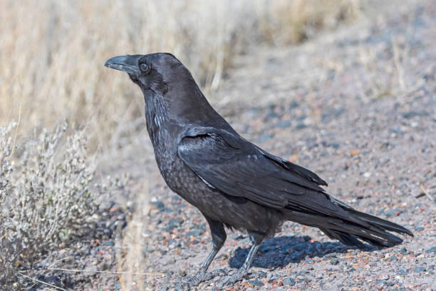 istock Common Raven Looking for Food in the Desert 1151504218