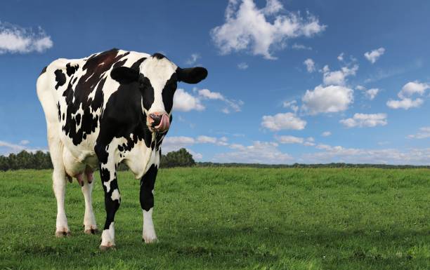 istock Black and white cow with tonue out licking nose 1151504312