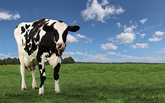 Holstein cow standing in field with tongue sticking out licking lips with fluffy clouds in bright blue sky