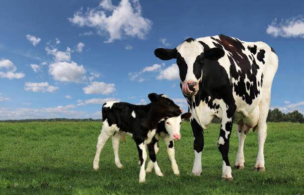 mucche holstein in bianco e nero con vitelli gemelli sul campo con nuvole soffici - domestic cattle calf mother field foto e immagini stock