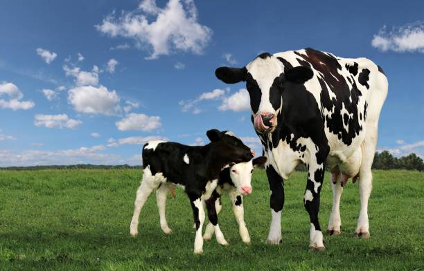 ふわふわした雲の野に双��子の子牛を持つ黒と白のホルスタイン種の乳牛 - domestic cattle calf mother field ストックフォトと画像