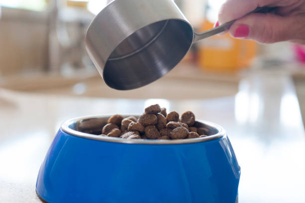 istock Completed Dog Food pour 1151507928
