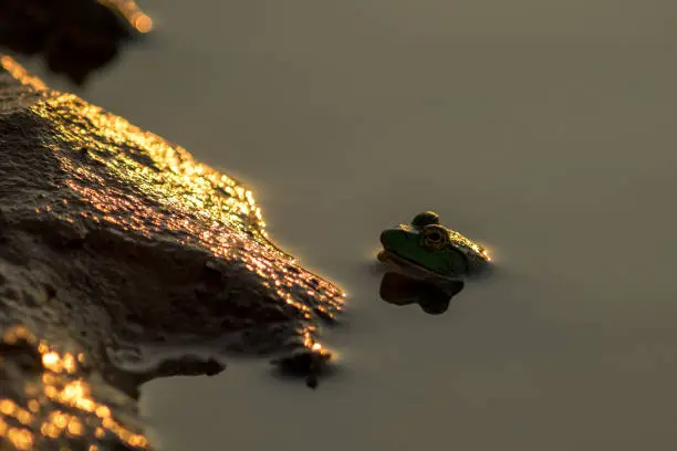 Photo of Bullfrog sitting in water back lit by sunset