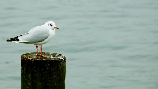 istock Animals at Geneva, Switzerland 1151509917